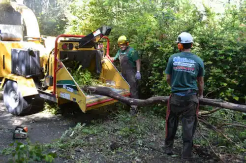 tree services Lake Petersburg